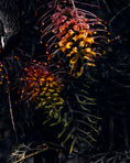 Load image into Gallery viewer, The Subjective Main Subject
