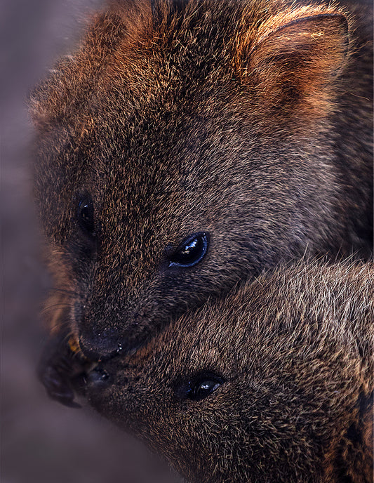 Kiss Of Love