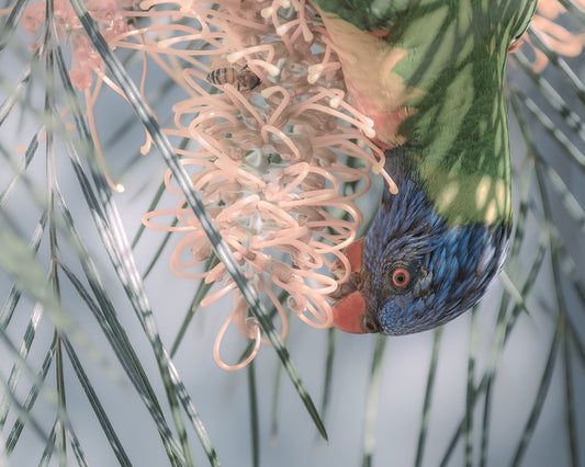 Birds & The Bees