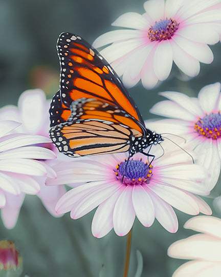 Beautiful Butterfly