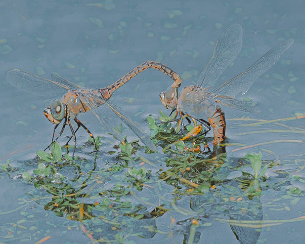 The Dance Of Love