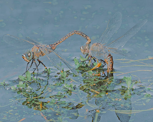 The Dance Of Love