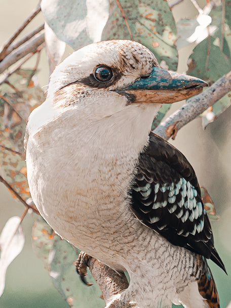 "The Posing Laughing Kookaburra"