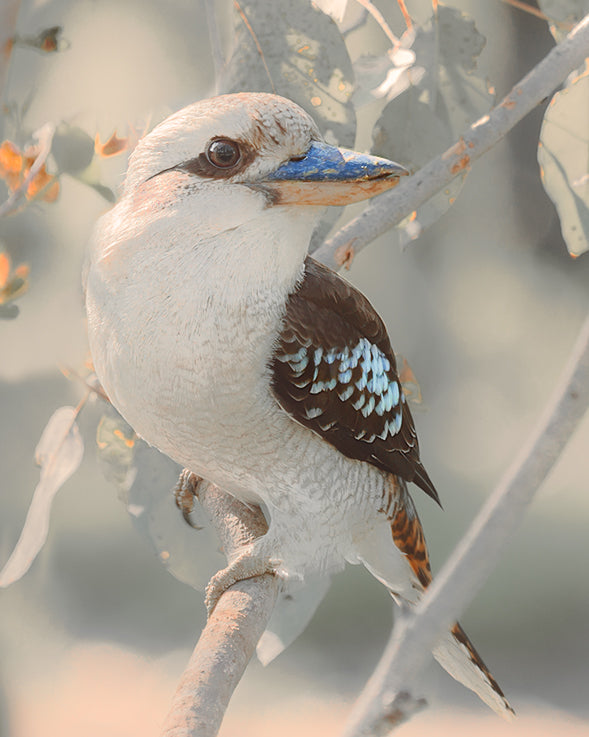 The Posing Kookaburra