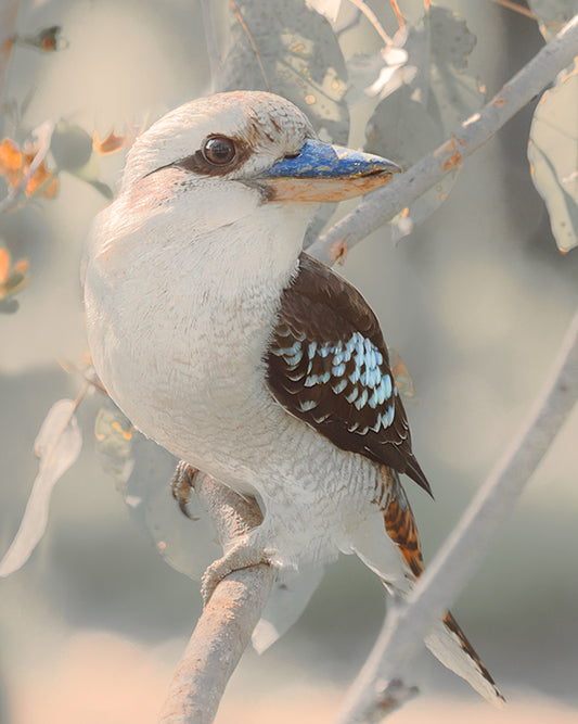 The Posing Kookaburra
