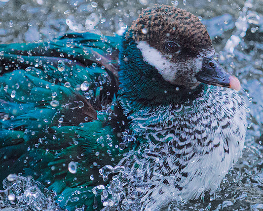 Carefree Pygmy Goose