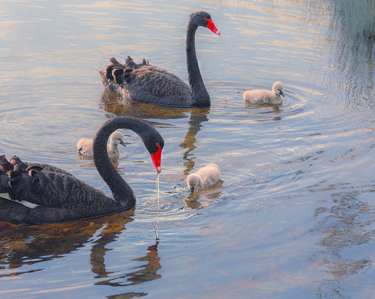 Our Family