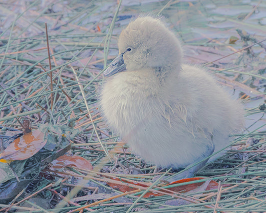 Pondering Baby Cygnet