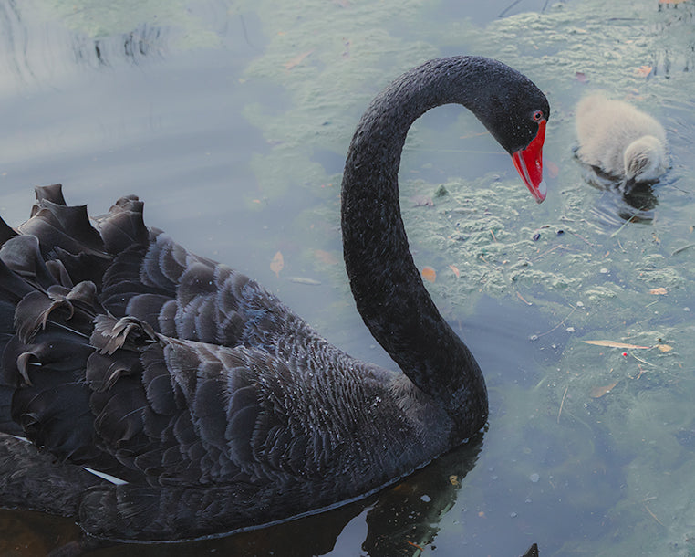 Swan Caring For It's Baby