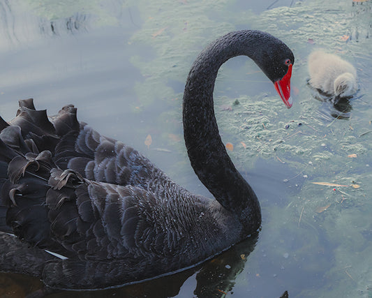 Swan Caring For It's Baby