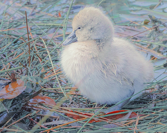 Pondering Baby Cygnet
